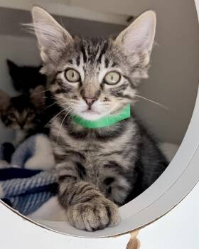 Shadows -  Domestic Short Hair Cat Available for Adoption in Oakland, California - Shadows | PetCurious