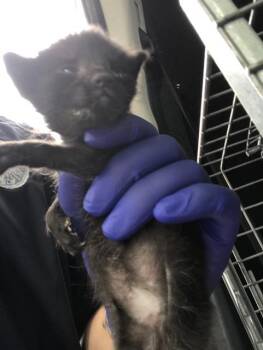 Rescue Domestic Short Hair Cats for Adoption in Dallas, Texas - LEO | PetCurious