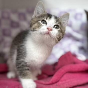 Shiitake -  Domestic Short Hair Cat for Adoption in Jasper, Indiana - Shiitake | PetCurious