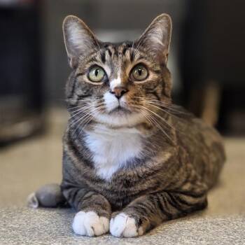 DINO -  Domestic Short Hair Cat for Adoption in Alameda, California - DINO | PetCurious