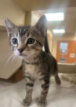 KIT -  Domestic Short Hair Cat Available for Adoption in Blythe, California - KIT | PetCurious