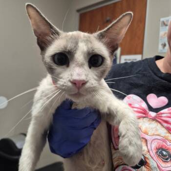 Jersey -  Domestic Short Hair Cat for Adoption in Yuma, Arizona - Jersey | PetCurious