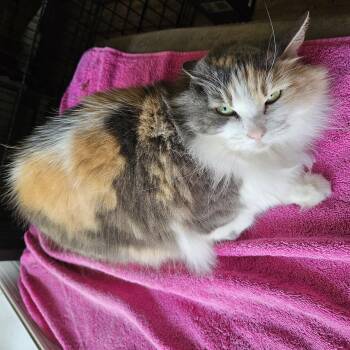 Maine Coon and Domestic Long Hair Cats Available for Adoption - Luna | PetCurious