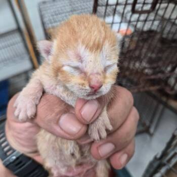 Arany -  Domestic Short Hair Cat for Adoption in San Antonio, Texas - Arany | PetCurious