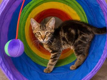 Cherub -  Domestic Short Hair Cat for Adoption in Sebastian, Florida - Cherub | PetCurious