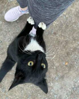 Domestic Short Hair Cats Available for Adoption - Milkshake | PetCurious