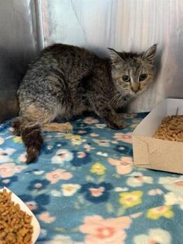 Domestic Short Hair Cats Available for Adoption - 60629138 | PetCurious