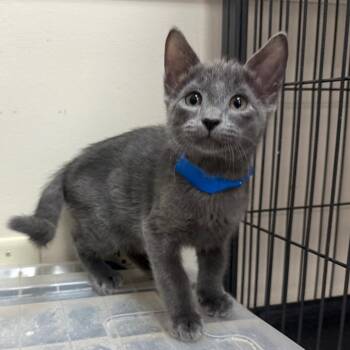Reebok -  Domestic Short Hair Cat for Adoption in Lakeland, Florida - Reebok | PetCurious