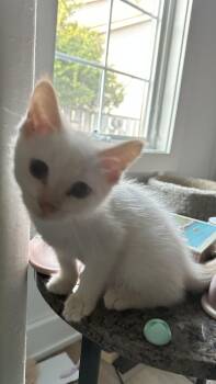 Jaimie -  Domestic Short Hair Cat for Adoption in Monticello, Indiana - Jaimie | PetCurious