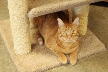 Rescue Domestic Short Hair Cats for Adoption in Urbana, Ohio - Pippen | PetCurious