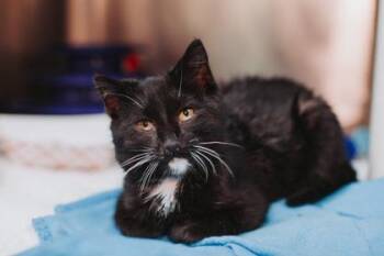 Domestic Short Hair Cats Available for Adoption - 90855a Meela | PetCurious