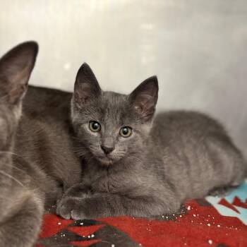 Alt -  Domestic Short Hair Cat for Adoption in Nashville, Indiana - Alt | PetCurious