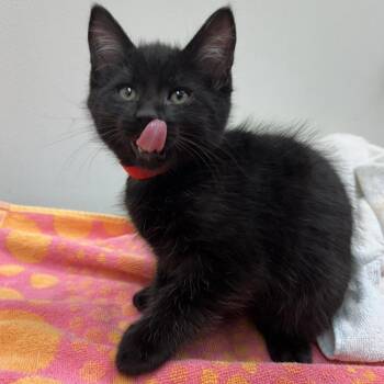 Spirit -  Domestic Short Hair Cat for Adoption in Oshkosh, Wisconsin - Spirit | PetCurious