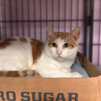 Little Lamb -  Domestic Short Hair Cat for Adoption in Davenport, Iowa - Little Lamb | PetCurious