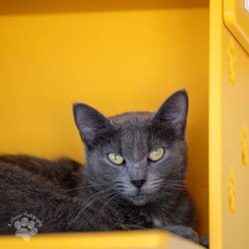 Domestic Short Hair Cats Available for Adoption - Sootie | PetCurious