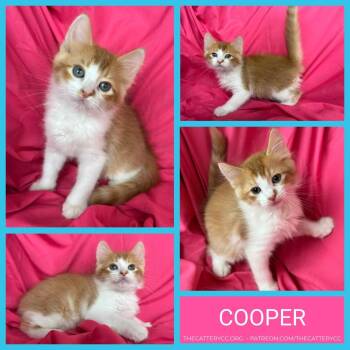Domestic Short Hair Cats Available for Adoption in Corpus Christi, Texas - Cooper | PetCurious