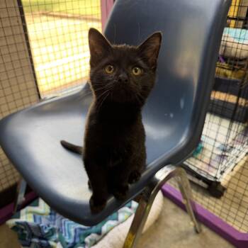 Daffy -  Domestic Medium Hair Cat for Adoption in Collierville, Tennessee - Daffy | PetCurious