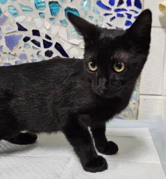 SID -  Domestic Short Hair Cat for Adoption in Pensacola, Florida - SID | PetCurious