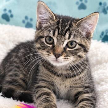 Fly -  Domestic Short Hair Cat for Adoption in South Elgin, Illinois - Fly | PetCurious