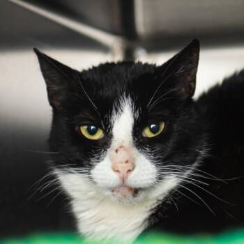 Domestic Short Hair Cats Available for Adoption in Middletown, Rhode Island - Isla | PetCurious