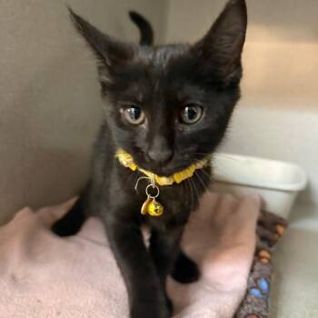 Harvey -  Domestic Short Hair Cat for Adoption in Greensboro, North Carolina - Harvey | PetCurious
