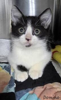 Rescue Domestic Short Hair Cats for Adoption in Key Largo, Florida - Domino | PetCurious