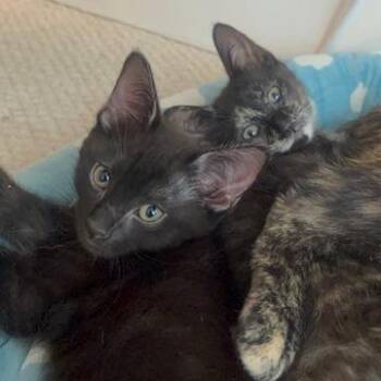Domestic Short Hair Cats Available for Adoption in Wheeling, Illinois - Lyrik | PetCurious