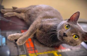 Sky -  Russian Blue Cat for Adoption in Fort Myers, Florida - Sky | PetCurious