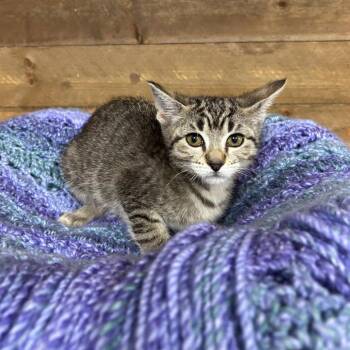 MJ -  Domestic Short Hair Cat for Adoption in Medford, Oregon - MJ | PetCurious
