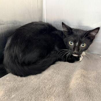 Boe -  Domestic Short Hair Cat for Adoption in Warrensburg, Missouri - Boe | PetCurious