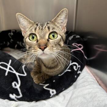 Peanut -  Domestic Short Hair Cat for Adoption in Ojai, California - Peanut | PetCurious