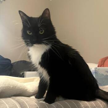 Domestic Short Hair Cats Available for Adoption in Auburn, Alabama - Camille | PetCurious