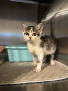 Rescue Domestic Short Hair and Tabby Cats for Adoption in Emerald Isle, North Carolina - Firefly | PetCurious