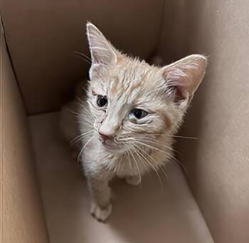 Craigory -  Domestic Short Hair Cat for Adoption in Nashville, Tennessee - Craigory | PetCurious