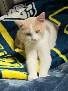 Rescue Domestic Short Hair Cats for Adoption - Dorothy | PetCurious