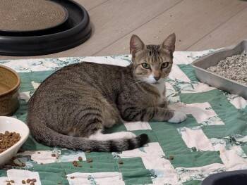 Idalou -  Domestic Short Hair Cat for Adoption in Fort Collins, Colorado - Idalou | PetCurious