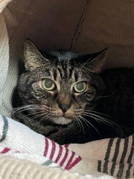 Domestic Short Hair Cats Available for Adoption - Elinor | PetCurious