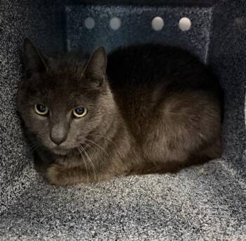 Domestic Short Hair Cats Available for Adoption - Miny | PetCurious