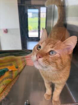 Domestic Short Hair Cats Available for Adoption in Clarksville, Tennessee - Mozart | PetCurious