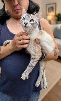 Princess Cupcake Napa -  Siamese Cat for Adoption in Napa, California - Princess Cupcake Napa | PetCurious