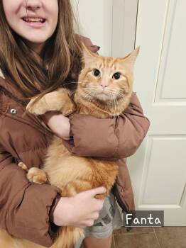 Domestic Long Hair Cats Available for Adoption - Fanta | PetCurious