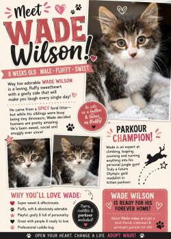 Wade Wilson -  Domestic Long Hair Cat for Adoption in Beaverton, Oregon - Wade Wilson | PetCurious