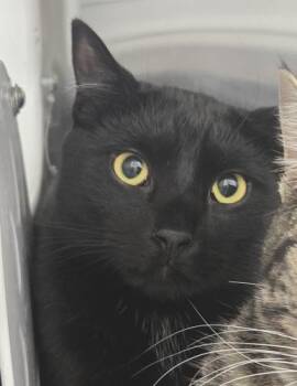 Viper and Quincy -  Domestic Short Hair Cat Available for Adoption in Webster, Massachusetts - Viper And Quincy | PetCurious