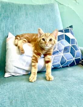 Timothy -  Domestic Short Hair Cat for Adoption in Gladstone, Oregon - Timothy | PetCurious