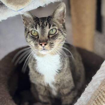Boots 2 -  Domestic Short Hair Cat for Adoption in Cumming, Georgia - Boots 2 | PetCurious
