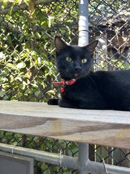 Salem -  Domestic Short Hair Cat for Adoption in Locust Grove, Georgia - Salem | PetCurious