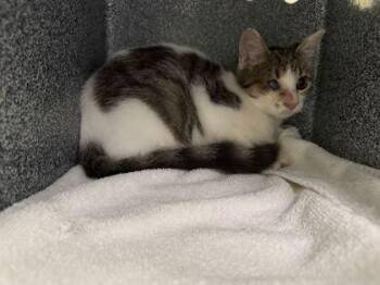 Jean Grey -  Domestic Short Hair Cat for Adoption in Daytona Beach, Florida - Jean Grey | PetCurious