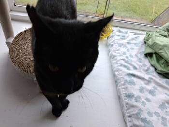 Magic -  Domestic Short Hair Cat for Adoption in Lapeer, Michigan - Magic | PetCurious