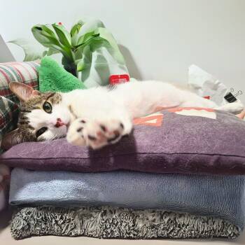 Rescue Domestic Short Hair Cats for Adoption - Jimmy | PetCurious