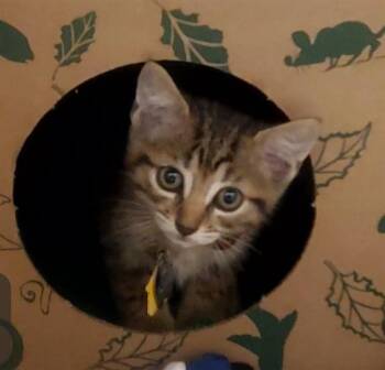 OBSIDIAN -  Domestic Short Hair Cat for Adoption in St. Louis, Missouri - OBSIDIAN | PetCurious